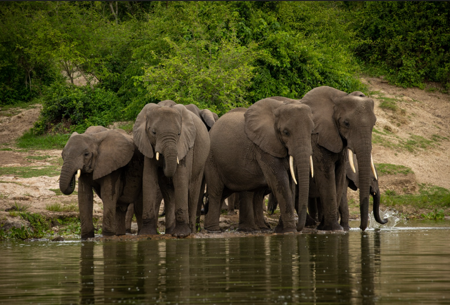 Best things to do in Lake Mburo National Park.