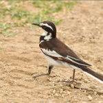 Bird Species to see in Kibale Forest National Park.