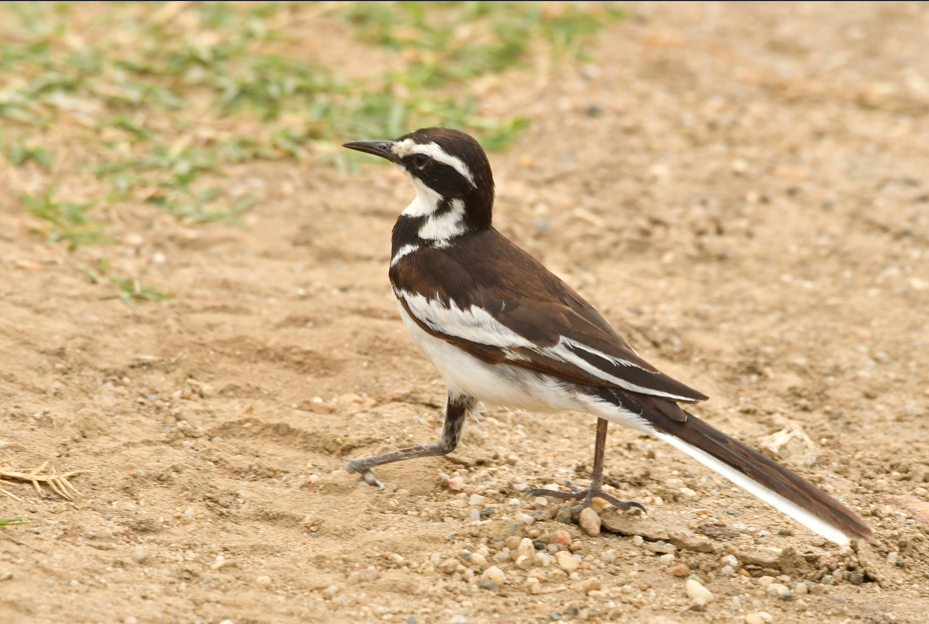 Bird Species to see in Kibale Forest National Park.