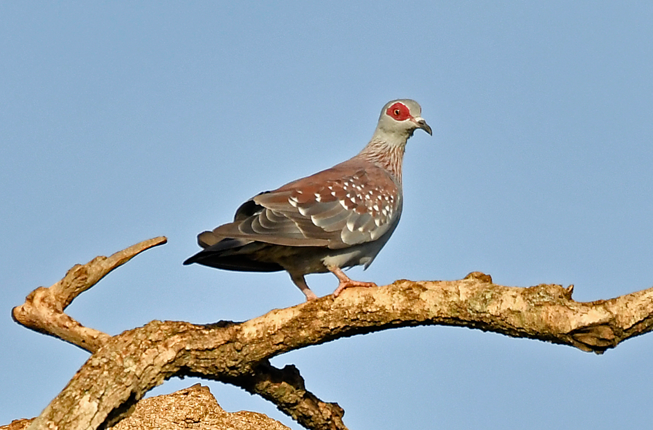 Bird Watching Safaris in Lake Mburo National Park.