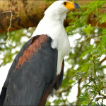 Birding Photography Safaris in Akagera National Park.