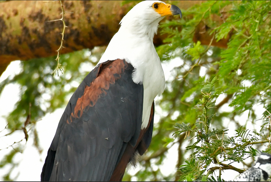 Birding Photography Safaris in Akagera National Park.