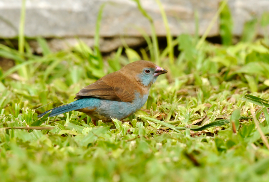 Birding Photography Safaris in Bwindi Forest National Park.