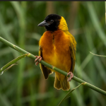 Birding Photography Safaris in Kibale Forest National Park.