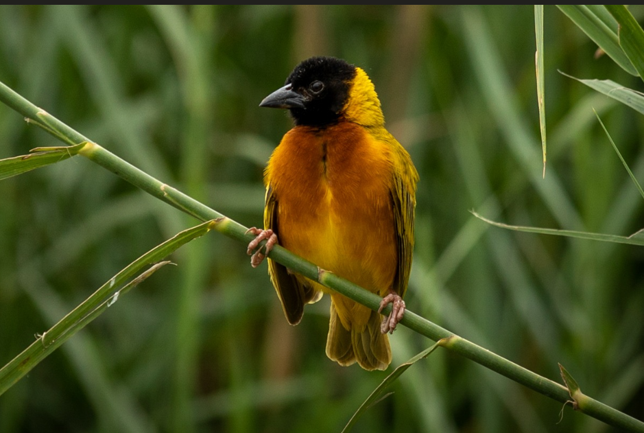 Birding Photography Safaris in Kibale Forest National Park.