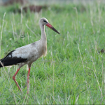 Birding Photography Safaris in Kidepo National Park.