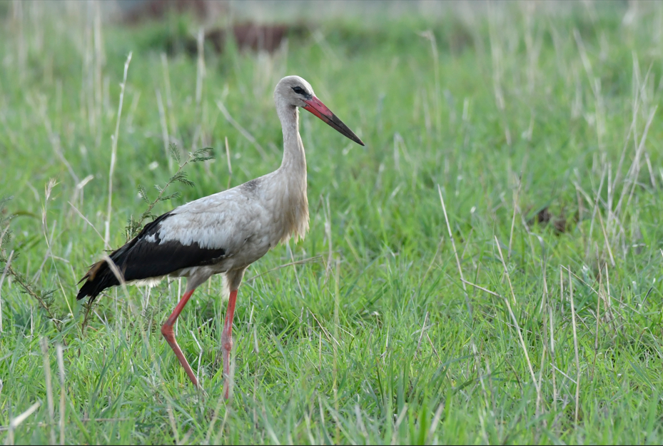 Birding Photography Safaris in Kidepo National Park.