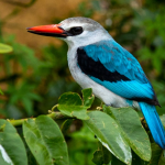 Birding Photography Safaris in Lake Mburo National Park.