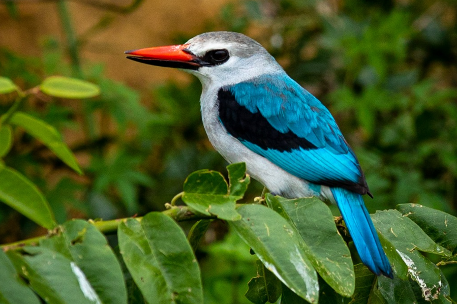 Birding Photography Safaris in Lake Mburo National Park.