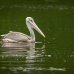 Birding Photography Safaris in Murchison Falls National Park.