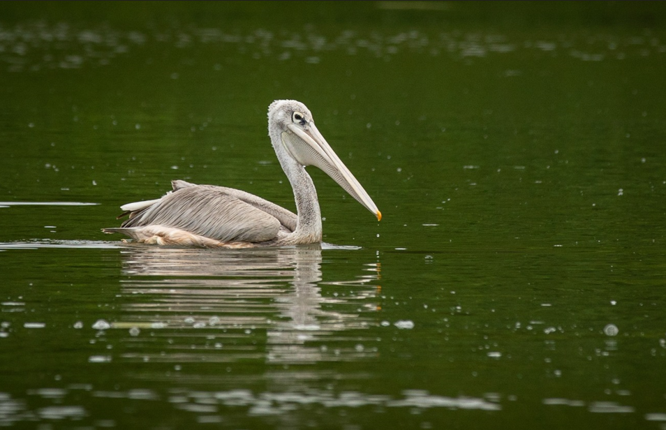 Birding Photography Safaris in Murchison Falls National Park.