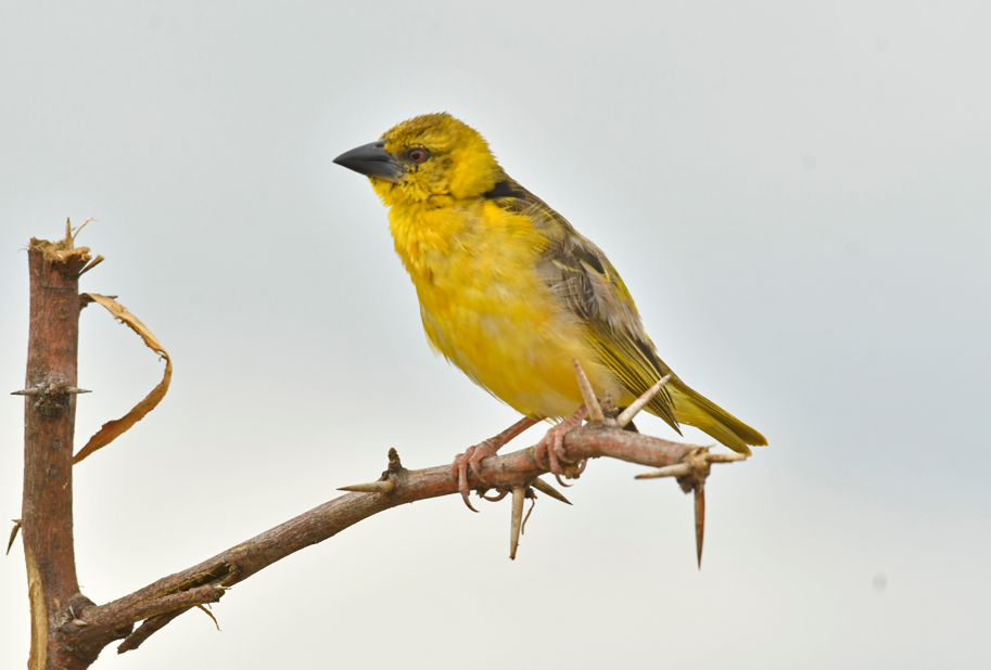 Birding Photography Safaris in Nyungwe Forest National Park.