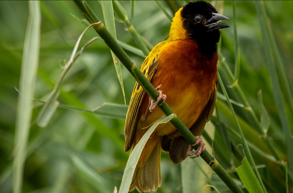 Birding Photography Safaris in Queen Elizabeth National Park.