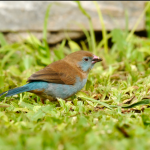 Birding Photography Safaris in Volcanoes National Park.