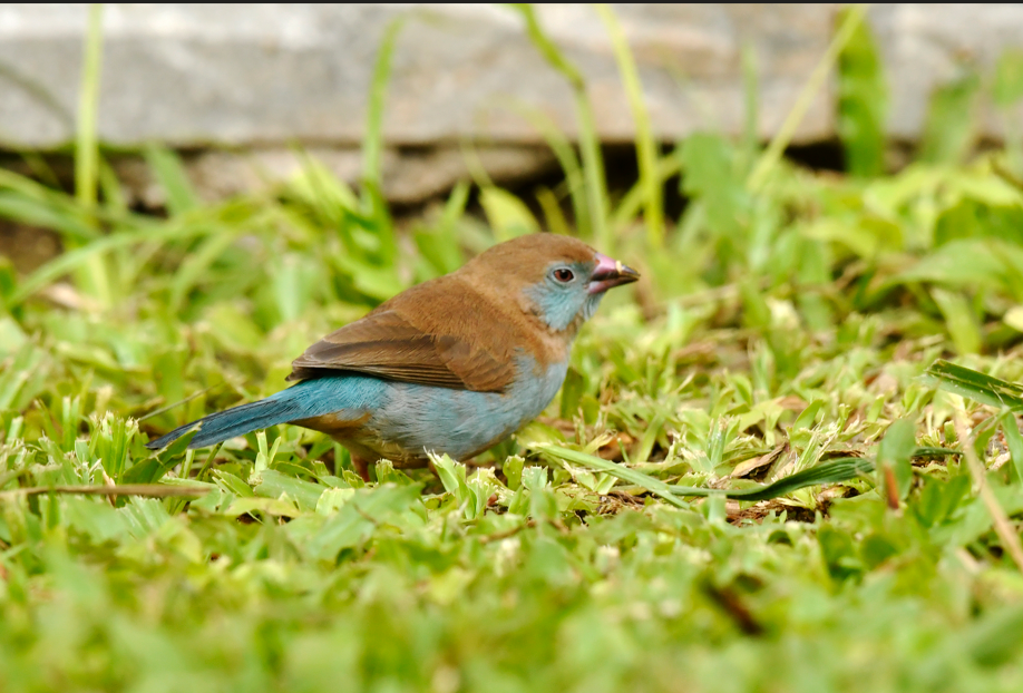 Birding Photography Safaris in Volcanoes National Park.