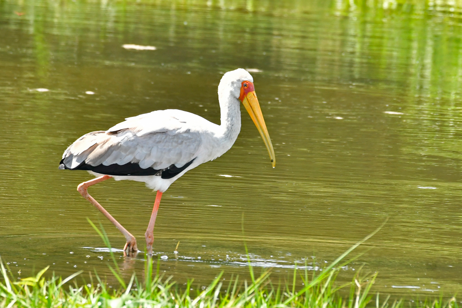 Birding Safaris in Lake Mburo National Park.