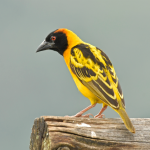 Birds to See in Lake Mburo National Park.