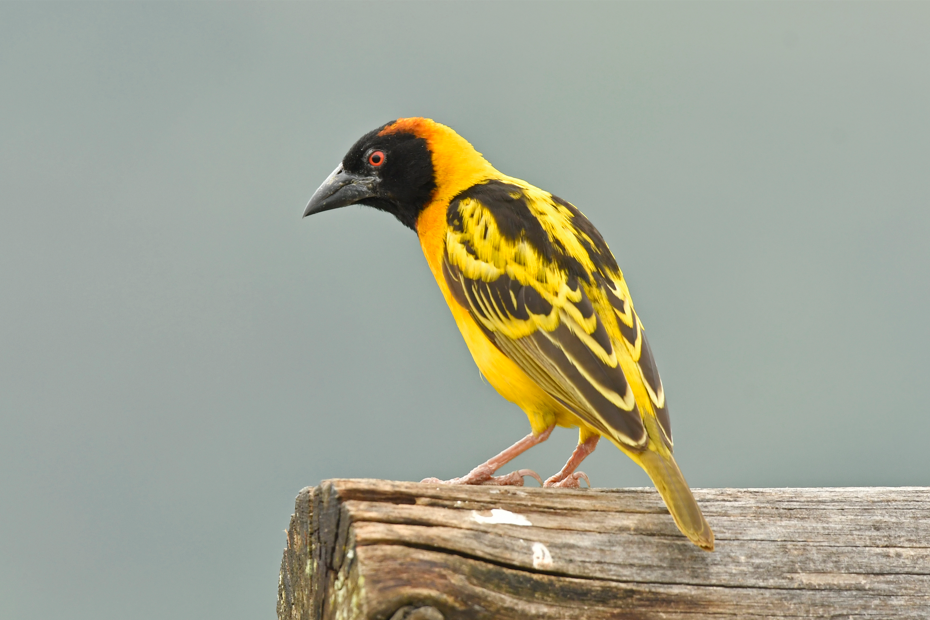 Birds to See in Lake Mburo National Park.