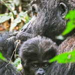 Bwindi Gorilla Trekking from Lake Bunyonyi