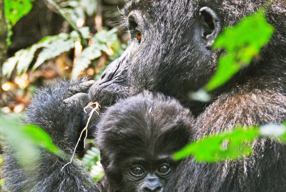 Bwindi Gorilla Trekking from Lake Bunyonyi