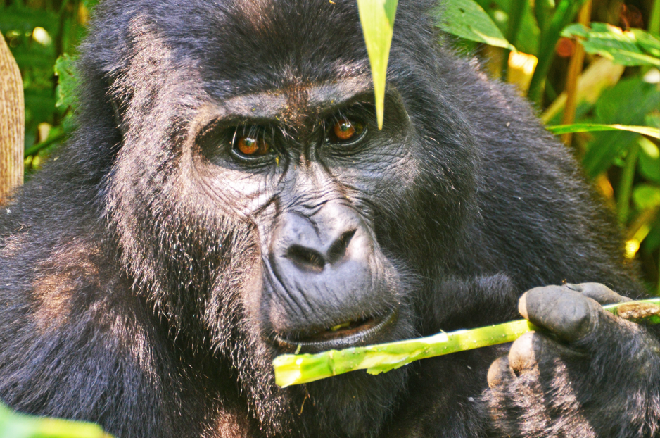 Can Children Under 15 Years Go Gorilla Trekking in Bwindi