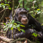 Chimpanzee Photography Safaris in Kibale Forest National Park.