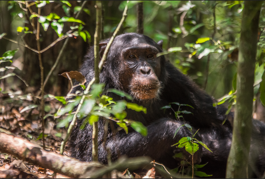 Chimpanzee Photography Safaris in Kibale Forest National Park.