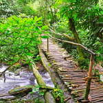 Explore Bwindi’s Kashasha Trail