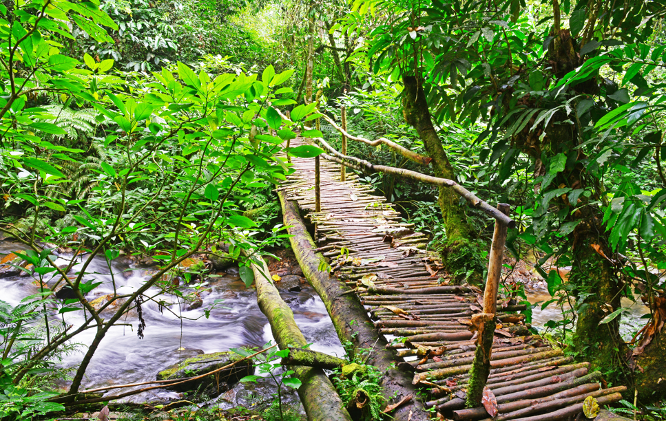 Explore Bwindi’s Kashasha Trail