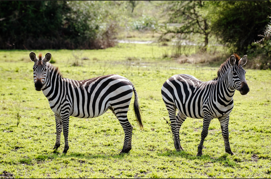 Game Drives in Lake Mburo National Park.