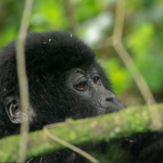 Gorilla Permits in Volcanoes National Park.