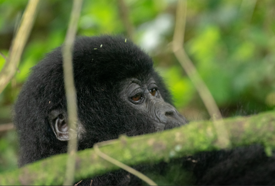 Gorilla Permits in Volcanoes National Park.