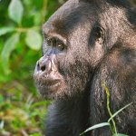 Gorilla Photography Safaris in Bwindi Forest National Park.