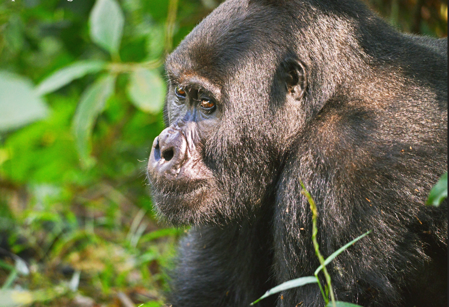 Gorilla Photography Safaris in Bwindi Forest National Park.