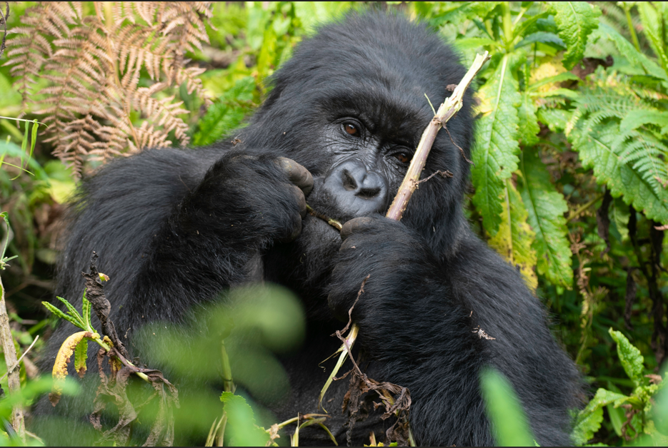Gorilla Photography Safaris in Volcanoes National Park.