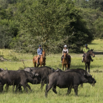 Horse Riding Safari in Lake Mburo National Park