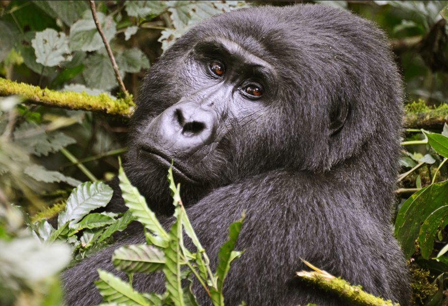 How long does Gorilla Trekking take in Volcanoes National Park.