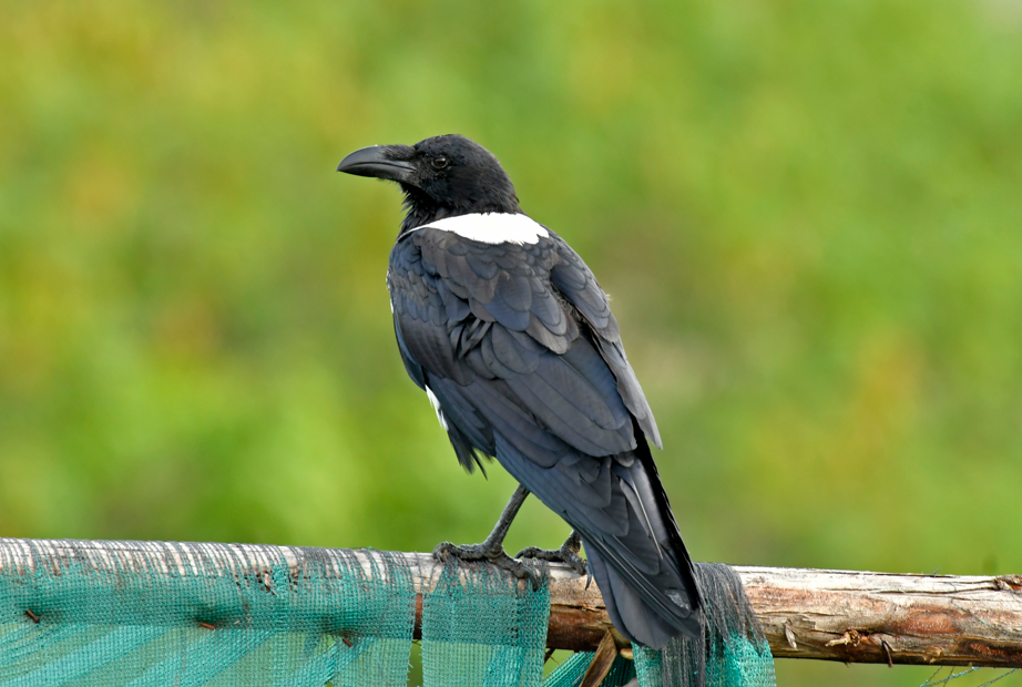 Is Birding in Lake Mburo National Park Worth it