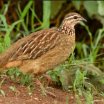 List of Bird Species in Lake Mburo National Park.