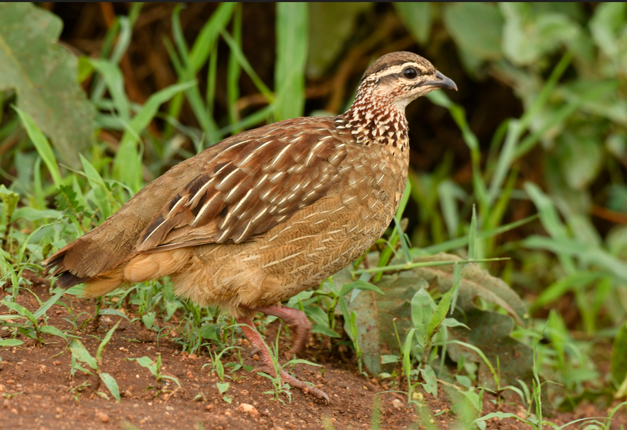 List of Bird Species in Lake Mburo National Park.
