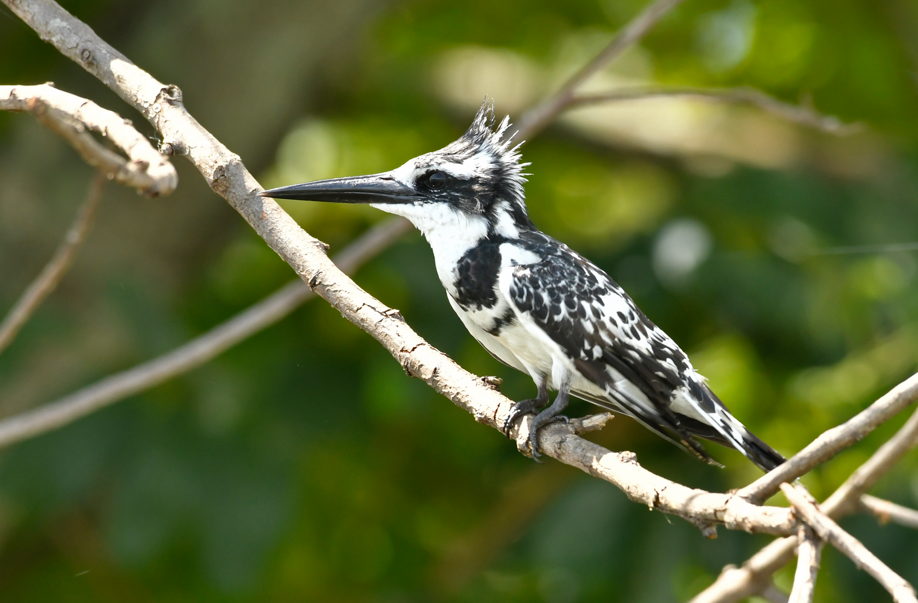 Most Sought After Bird Species in Lake Mburo National Park.