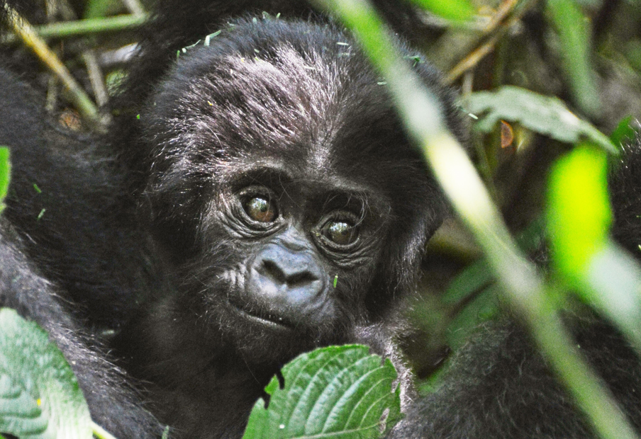 Mountain Gorilla Photography Challenges in Bwindi