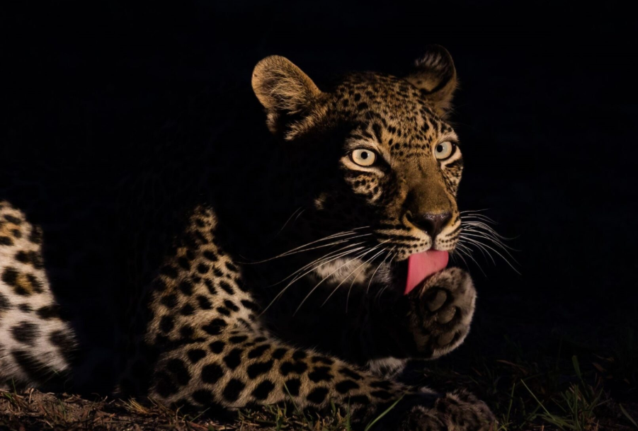 Night Game Drives in Lake Mburo National Park.