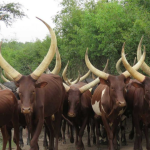 Nshenyi Village Cultural Experience