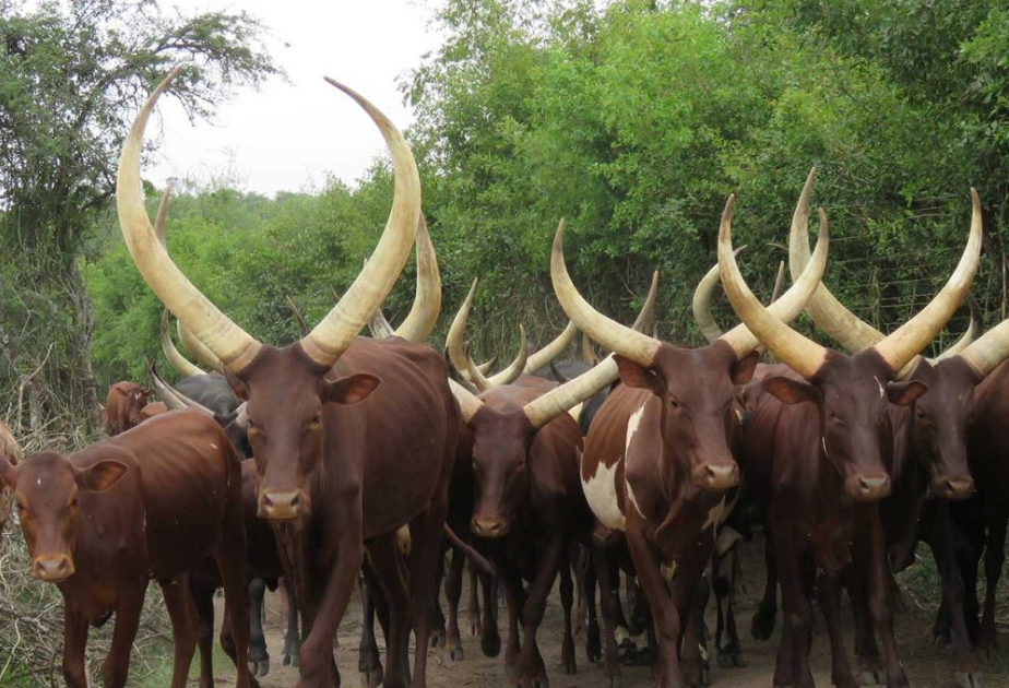 Nshenyi Village Cultural Experience