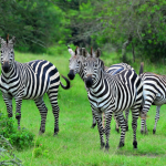 Safari Activities in Lake Mburo National Park.