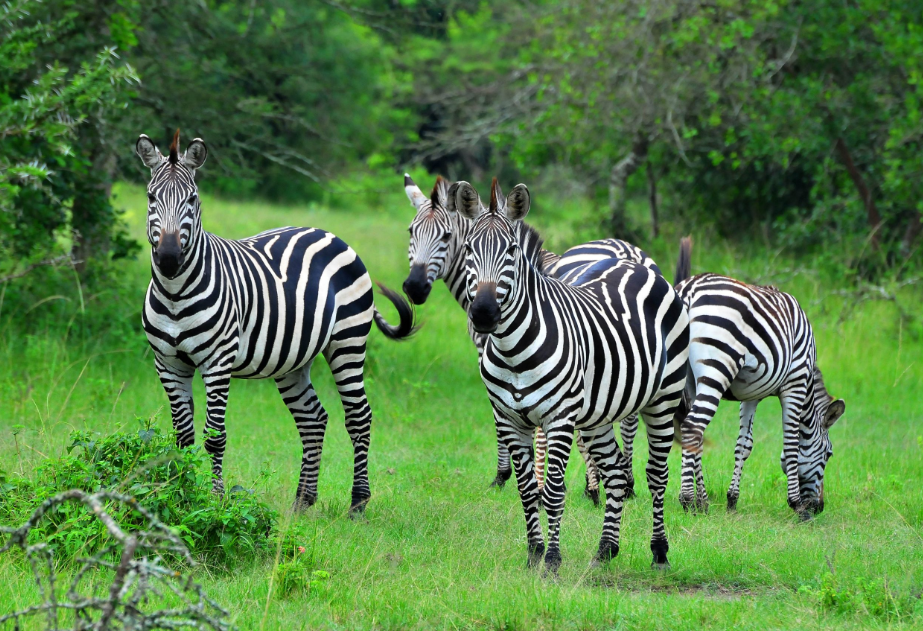 Safari Activities in Lake Mburo National Park.