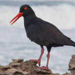 The African Black Oystercatcher