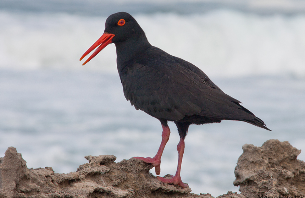 The African Black Oystercatcher