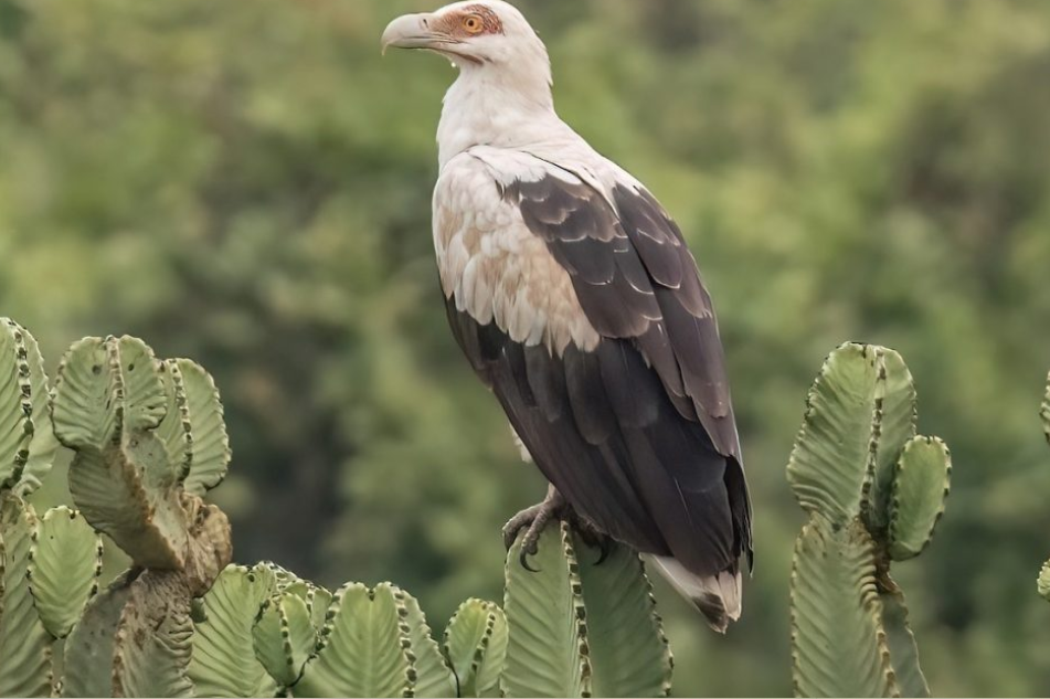 The Endangered Vultures
